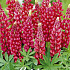 Lupinus Red     1 I .