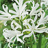 Nerine Bowdenii x 2 12/14