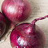 Onion Red Baron 250 g I .