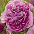 Paeonia Alexander Fleming x1 I