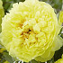 Paeonia Bartzella x1 I