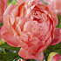 Paeonia Coral Sunset x 1 I