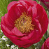 Paeonia Cythera x1 I