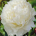 Paeonia Gardenia x1 I