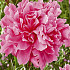 Paeonia Kansas x1 I