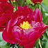 Paeonia Louis van Houtte x1 I