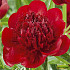 Paeonia Red Charm x1 .