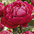 Paeonia Red Sarah Bernhardt x1 I