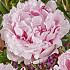 Paeonia Sarah Bernhardt x1 I