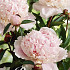 Paeonia Solange x1 I