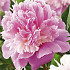 Paeonia Sorbet x1 I