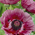 Papaver Patty's Plum x1 I .