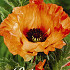 Papaver Pinnacle x1 I .