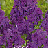 Phlox Purple 1 I .