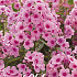 Phlox Pink 1 I .