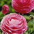 Ranunculus Rose x 10 6/7