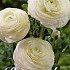 Ranunculus White x 10 6/7