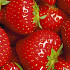 Strawberry Ostara x 5 I .