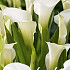 Zantedeschia Albomuculata x 1 14/16