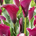 Zantedeschia Chianti x 1 14/16