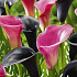 Zantedeschia Contadio x 2 14/16