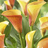 Zantedeschia Mango x 1 14/16