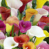 Zantedeschia Mixed x 3 14/16