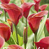 Zantedeschia Red Sox x 1 14/16