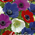 Anemone De Caen Mix x 50  5/6