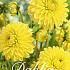 Dahlia Ball Golden Torch x 3 I .