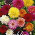 Dahlia Border Mix x 5 I .