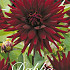 Dahlia Cactus Chat Noir x 3 I .