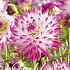 Dahlia Cactus Hayley Jane x 3 I .