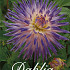 Dahlia Cactus Veritable x 3 I .