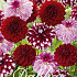 Dahlia Candy mix x 3 I .