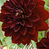 Dahlia Deco. Arabian Night x 3 I .