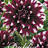 Dahlia Deco. Contraste x 3 I .