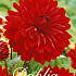 Dahlia Deco. Garden Wonder x 3 I .