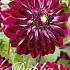 Dahlia Deco. Osirum x 3 I .