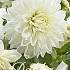 Dahlia Deco. White Perfection x 3 I .