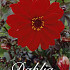 Dahlia Special Bischop of Landaff x 3 I .