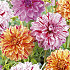 Dahlia Striped Sensation x 3 I .