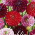 Dahlia Sweetness mix x 3 I .