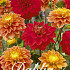 Dahlia Tropical mix x 3 I .