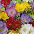 Freesia Enkel Mix x 40  5/6