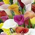 Zantedeschia Mixed x3  14/18