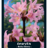 Amaryllis Belladonna x10 18/20