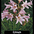 Crinum Powelli I x10 30/32