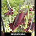 Dracunculus Vulgaris x20 .