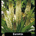 Eucomis Alba x50 16/+